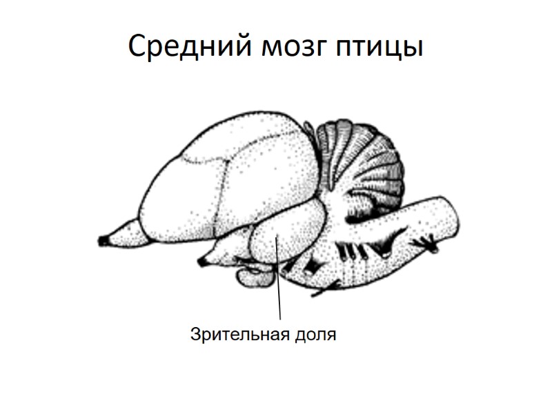 Средний мозг птицы Зрительная доля